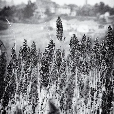 Rote Rose By Interhome Apartment Brusasco