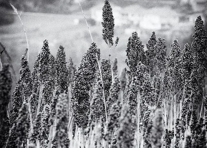 Rote Rose By Interhome Apartment Brusasco